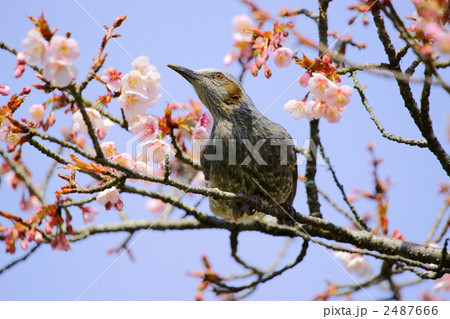 ヒヨドリ ヒヨドリ 2487666