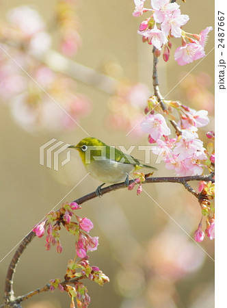 メジロ メジロ 2487667