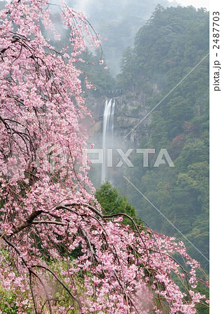 那智の滝としだれ桜 2487703