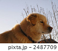 2487709