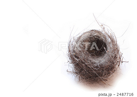 野鳥の巣 野鳥の巣 2487716