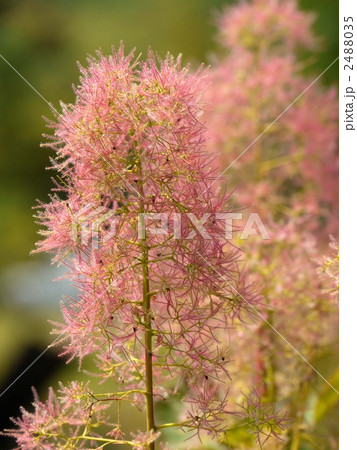 スモークツリー スモークツリー 2488035