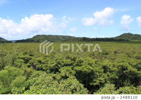 西表島マングローブ 2489110