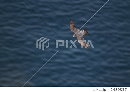 ハヤブサ 2489337