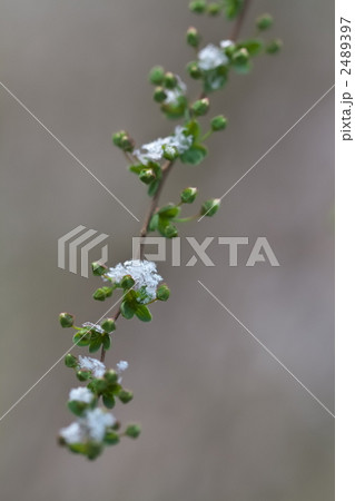 雪の花 2489397