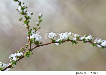雪の花 2489398