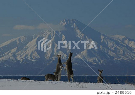 冬のサロベツ原野 2489616