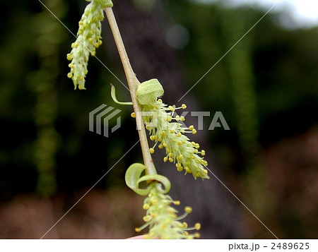 シダレヤナギ 2489625