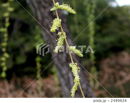 シダレヤナギ 2489626