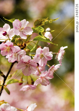 河津桜 2489726