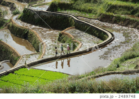 畦道を歩く子供たち 2489748