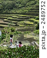 棚田と姉妹 2489752