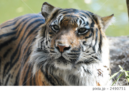 スマトラトラ スマトラトラ 2490751