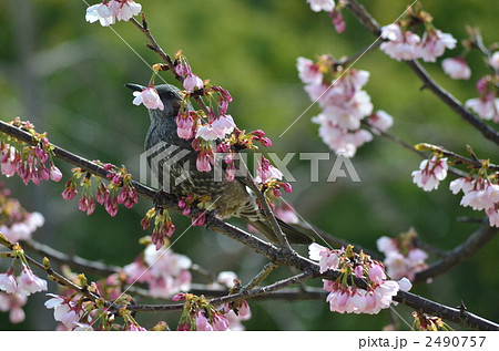 ヒヨドリと桜 2490757