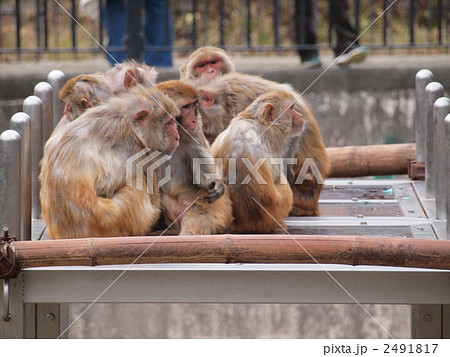 京都市立動物園のニホンザル 京都市立動物園のニホンザル 2491817