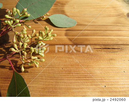 ユーカリポポラス 2492060