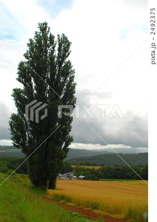 北海道の大地とポプラ 2492375