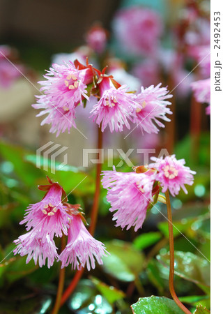 いわかがみ 2492453