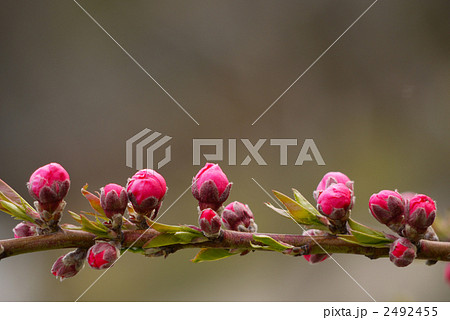 桃の花(つぼみ） 2492455