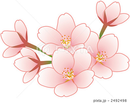 桜の花 輪郭ありのイラスト素材