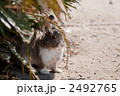 大久野島の野うさぎ 2492765