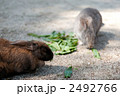 大久野島の野うさぎたち 2492766