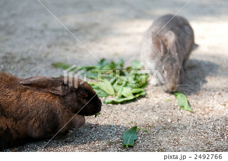 大久野島の野うさぎたち 2492766