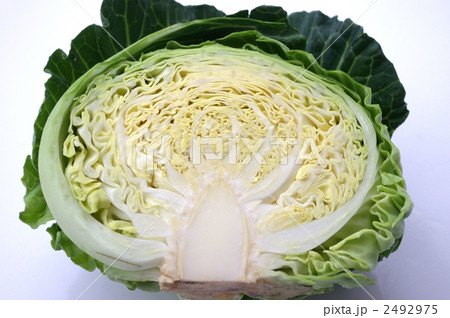 春キャベツ 2492975