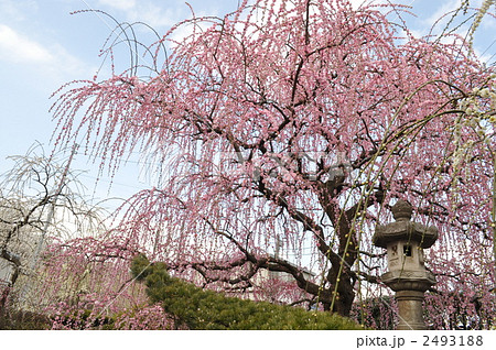 しだれ梅 2493188