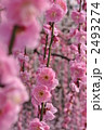 しだれ梅 2493274