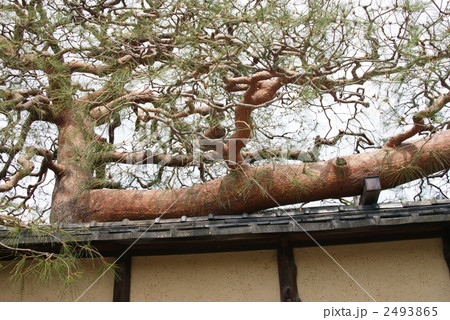 赤松の木 2493865