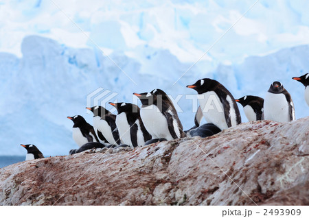 ジェンツーペンギンのルッカリー 2493909