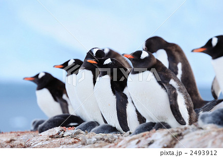 ジェンツーペンギンのルッカリー 2493912