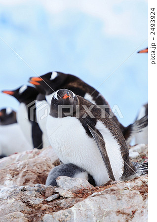 ジェンツーペンギン親子 2493924