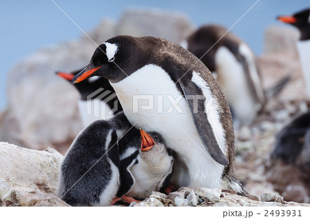 ジェンツーペンギン親子の写真素材 [2493931] - PIXTA