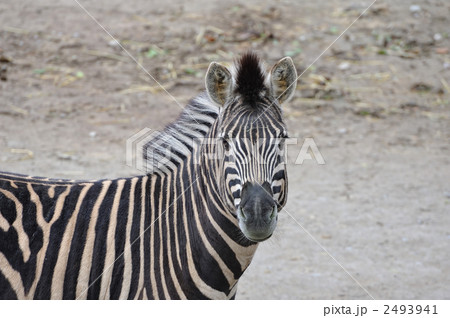 縞馬 2493941
