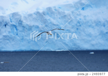 ミナミオオセグロカモメ ミナミオオセグロカモメ 2493977