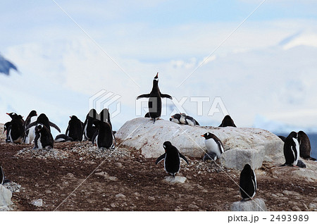 ジェンツーペンギンのルッカリー 2493989