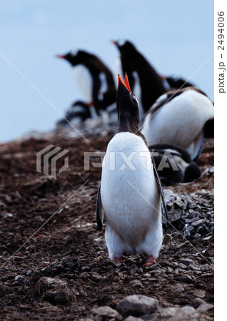 鳴くジェンツーペンギン 2494006