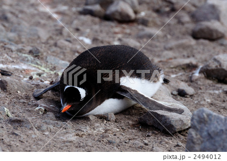寝るジェンツーペンギン 寝るジェンツーペンギン 2494012