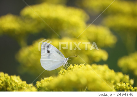 オミナエシとモンシロチョウ オミナエシとモンシロチョウ 2494346