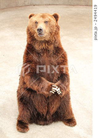 エゾヒグマ エゾヒグマ 2494419
