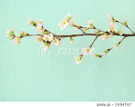桜（啓翁桜） 2494507