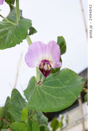 えんどうの花 えんどうの花 2494642