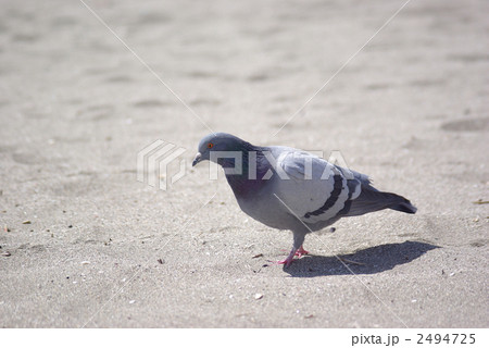 砂浜を歩く鳩 砂浜を歩く鳩 2494725