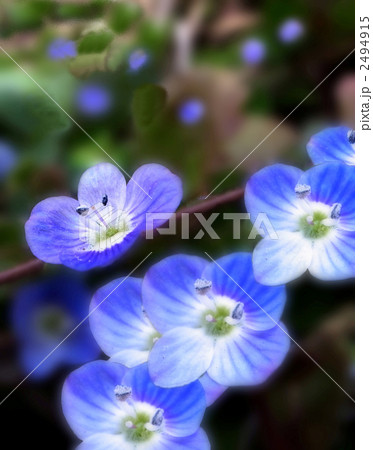 おぬのふぐり 2494915