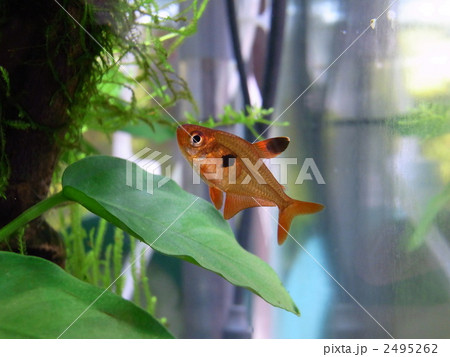 レッドファントムテトラ（ルブラ） 2495262