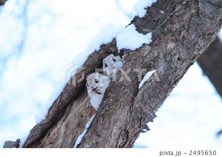 エゾモモンガ 2495650