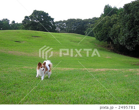 パピヨン広場にて 2495781