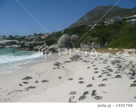 ビーチの南アフリカペンギン ビーチの南アフリカペンギン 2495798